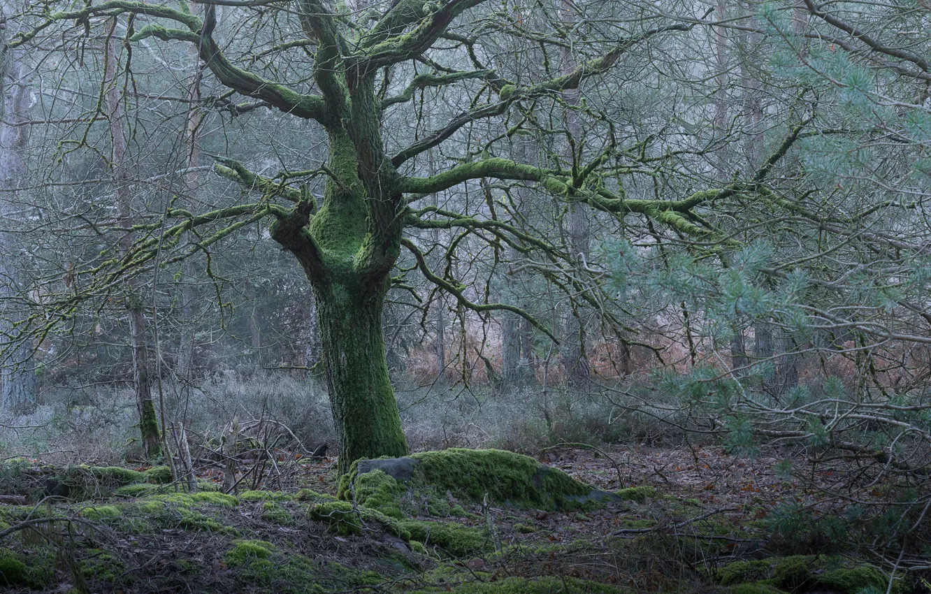 Photo wallpaper forest, trees, nature