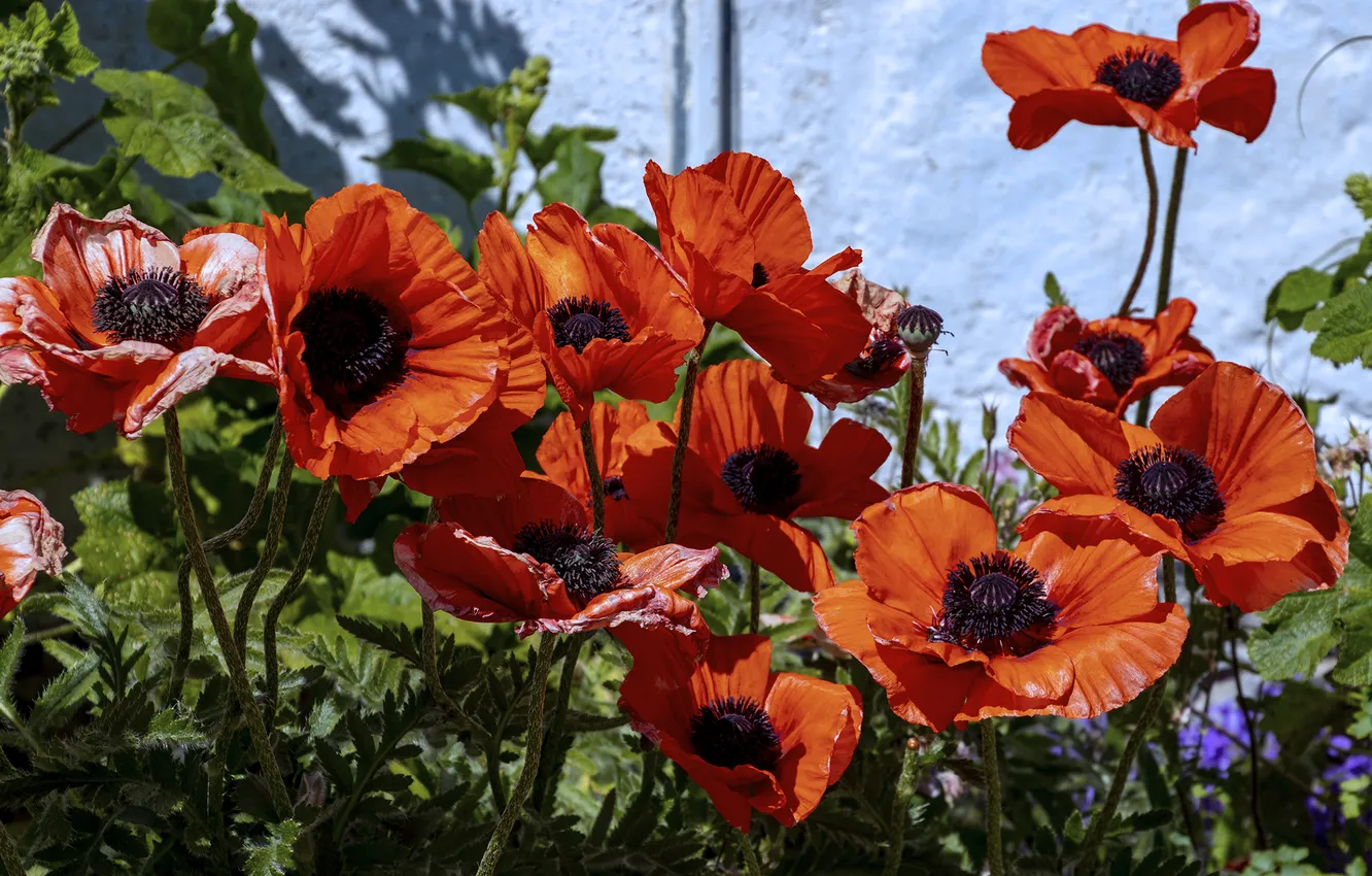 Photo wallpaper summer, Maki, Sunny