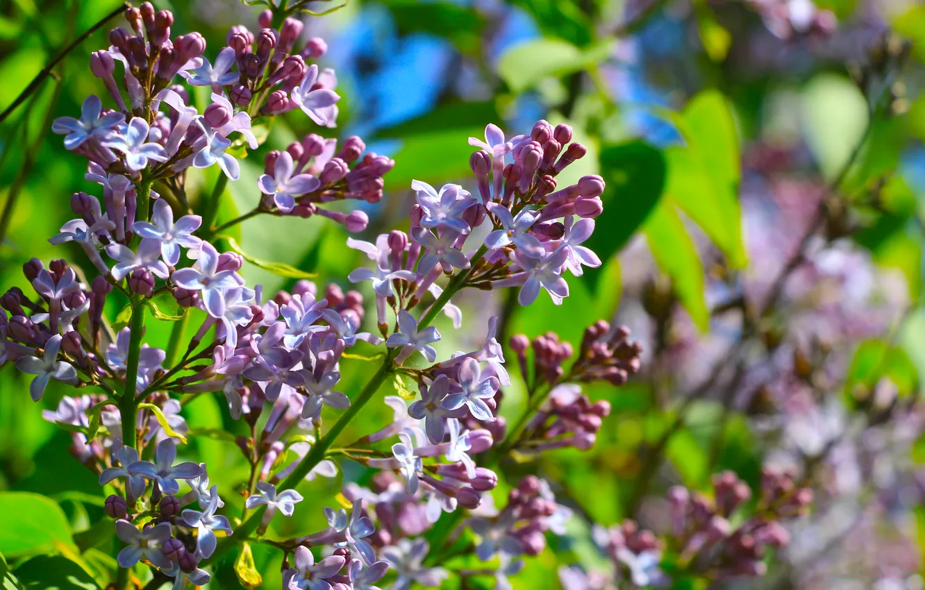 Photo wallpaper flower, spring, lilac