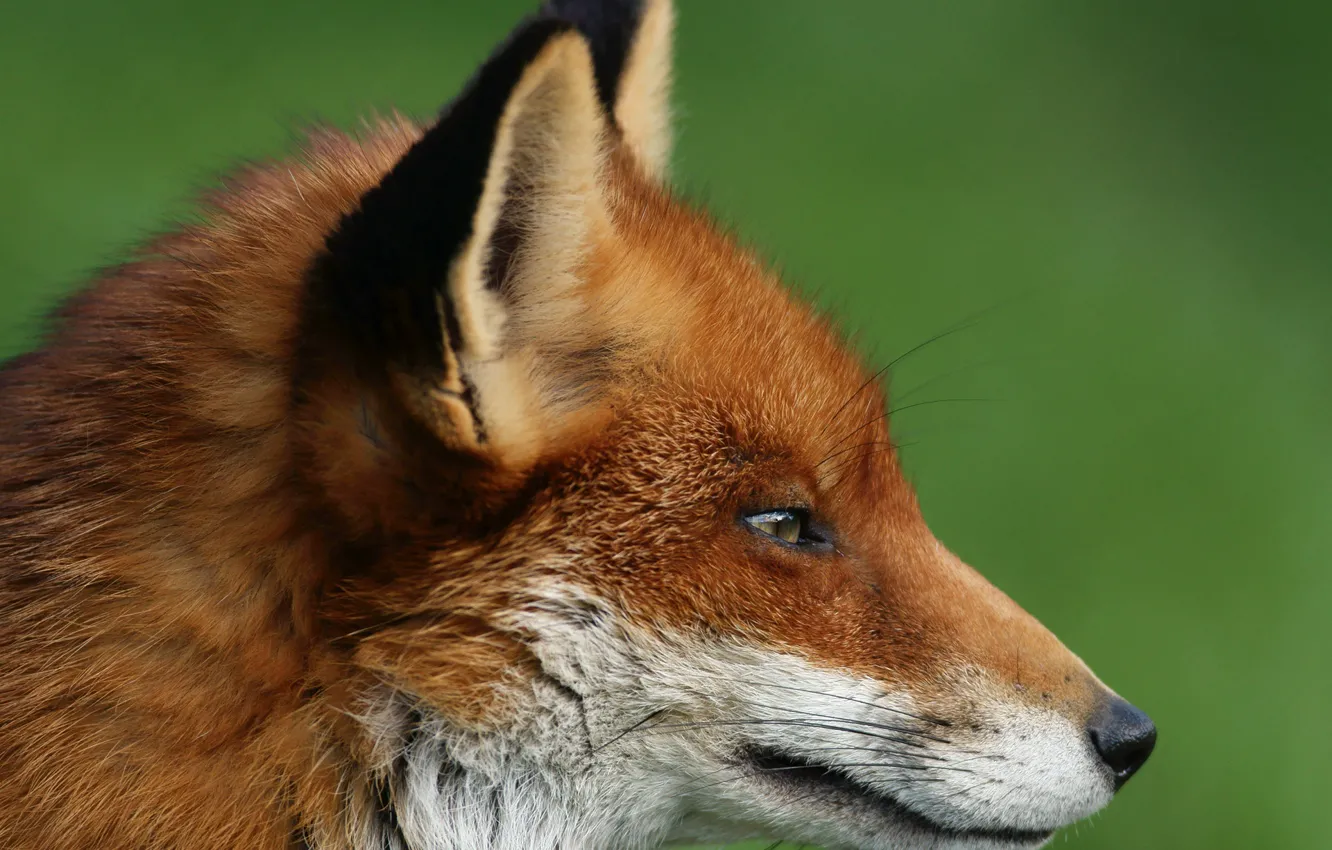 Photo wallpaper profile, Fox, red