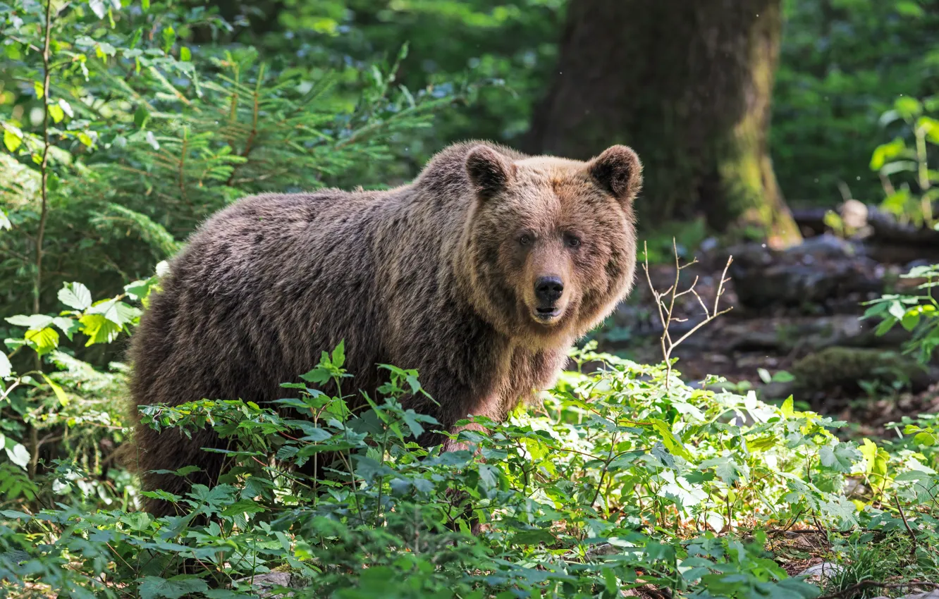 Photo wallpaper forest, nature, pose, bear, bear