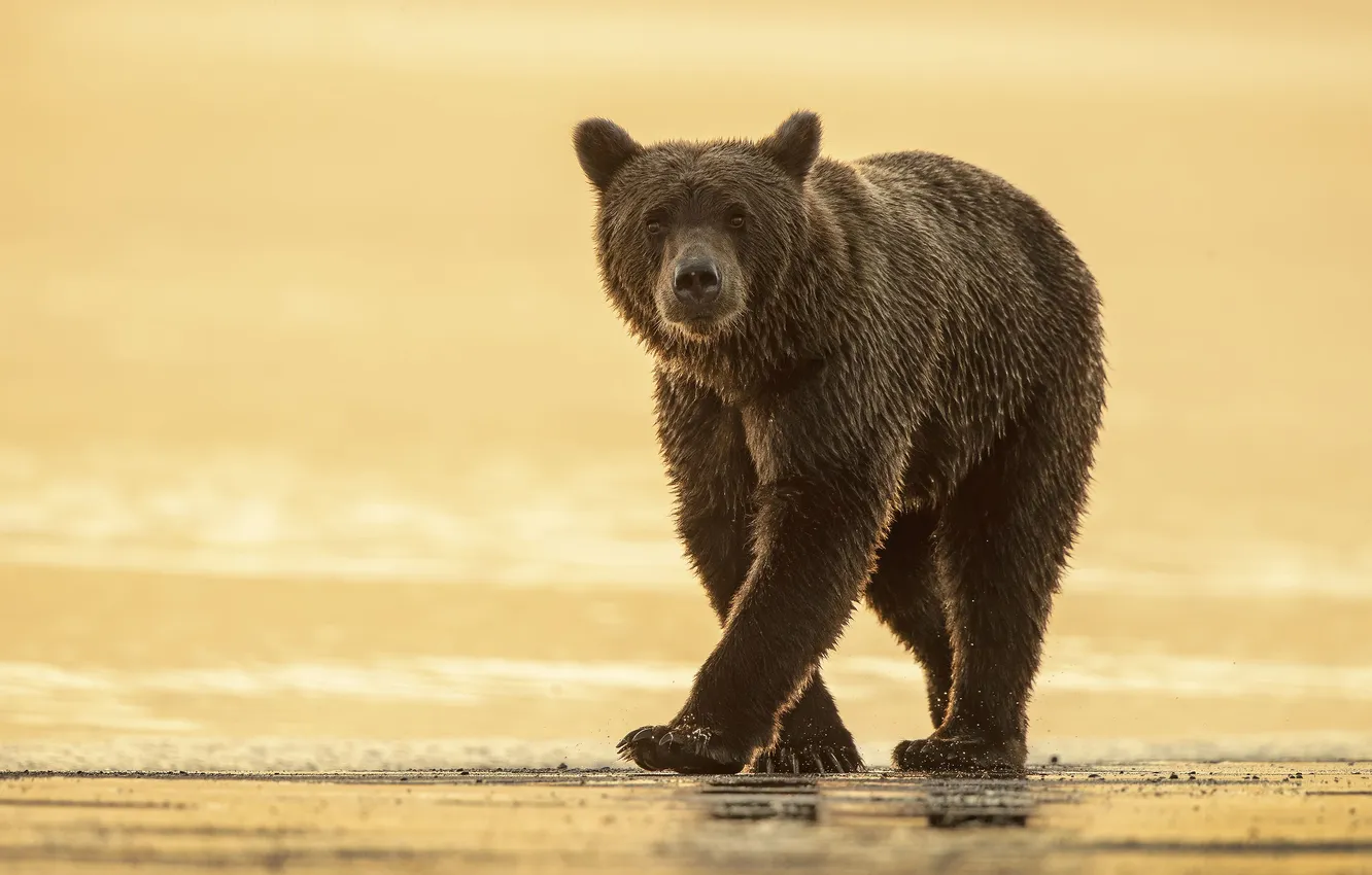 Photo wallpaper look, light, sunset, pose, dawn, shore, bear, bear