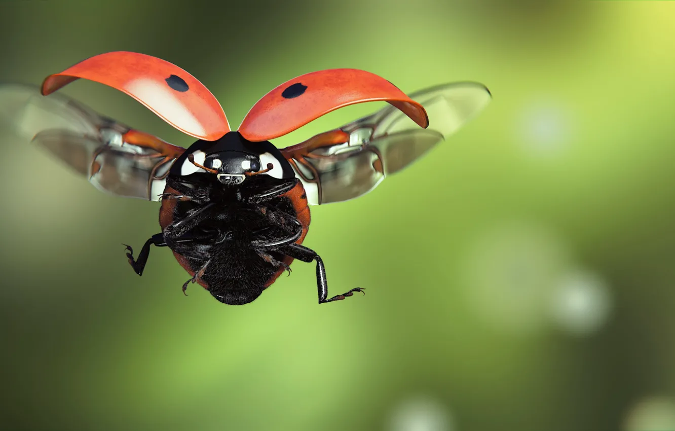 Photo wallpaper flight, ladybug, art, insect, ladybird, monteillard-damien