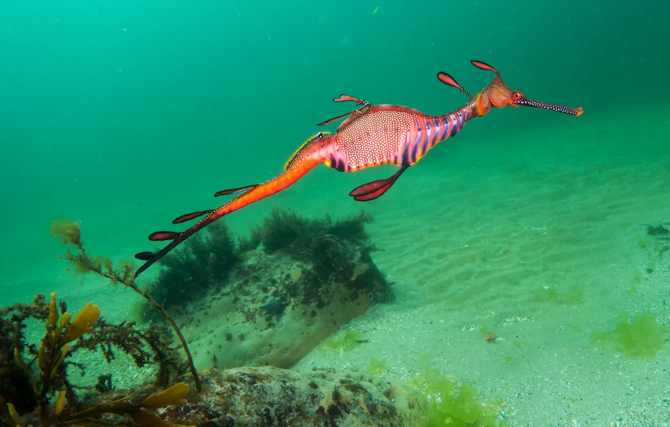 Photo wallpaper water, algae, being, floats, boulders, sandy bottom, Sea dragon, phyllopteryx taeniolatus