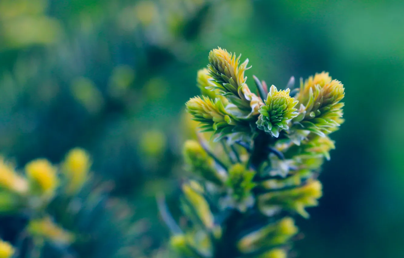 Photo wallpaper spring, pine, twig