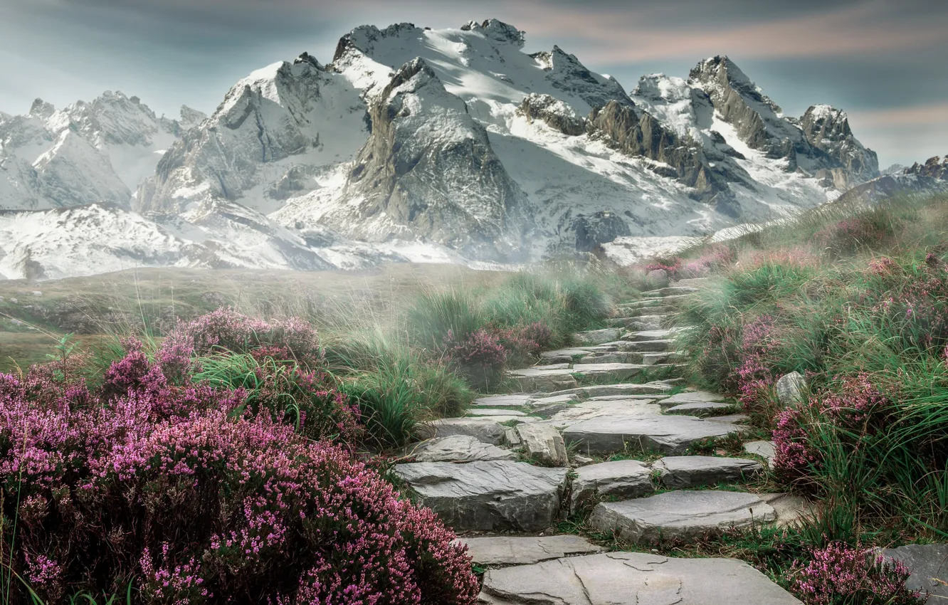 Photo wallpaper Flowers, Nature, Mountains, Landscape