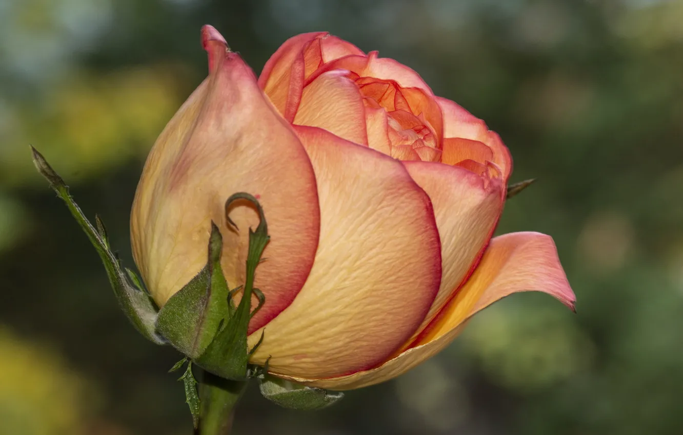 Photo wallpaper flower, rose, closeup