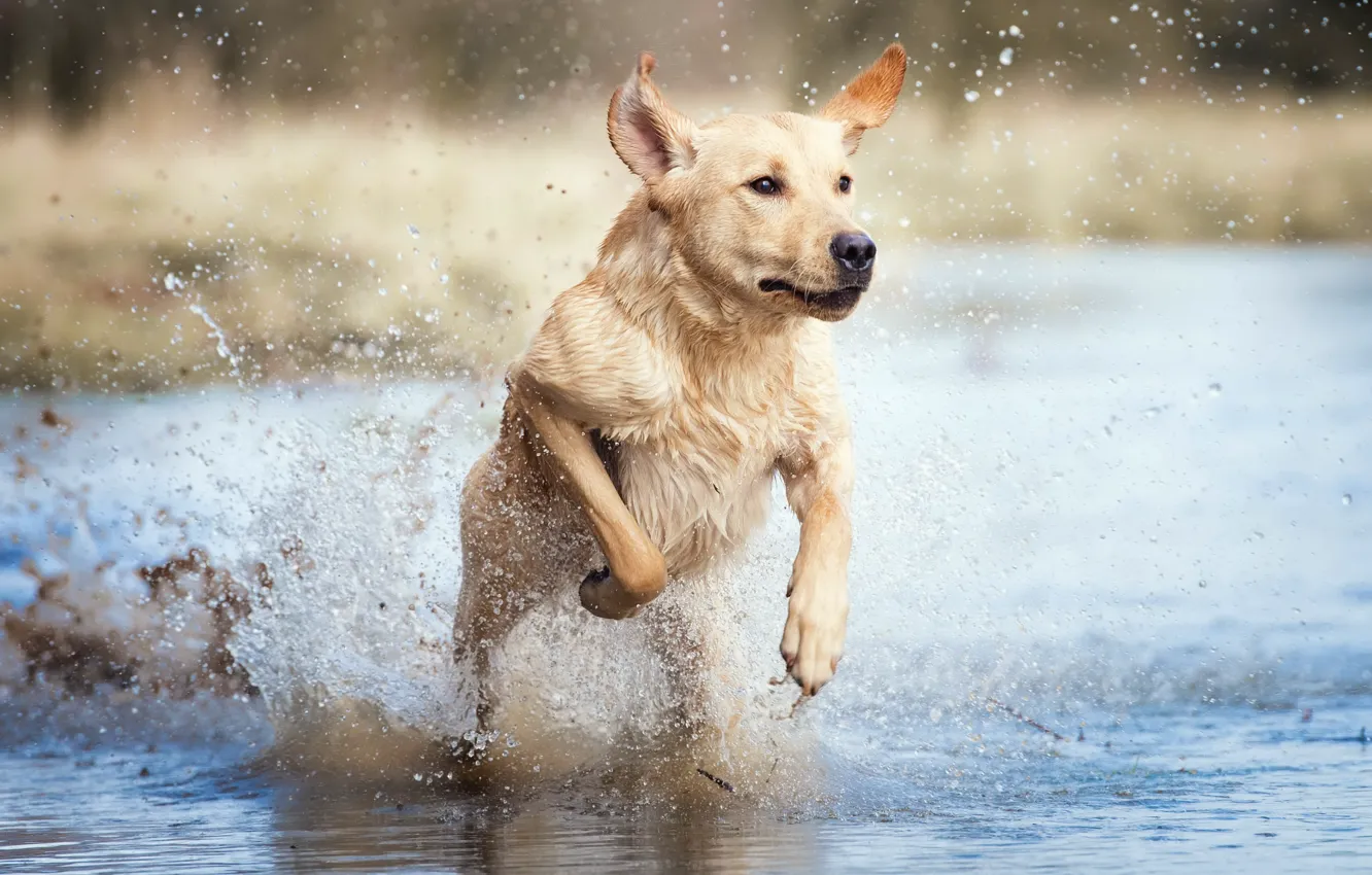 Photo wallpaper squirt, river, each, dog, running