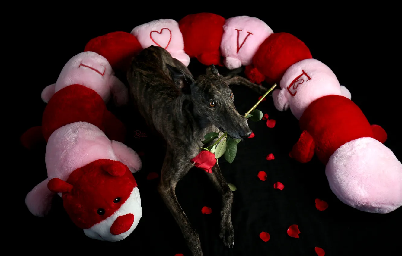 Photo wallpaper look, each, holiday, rose, dog