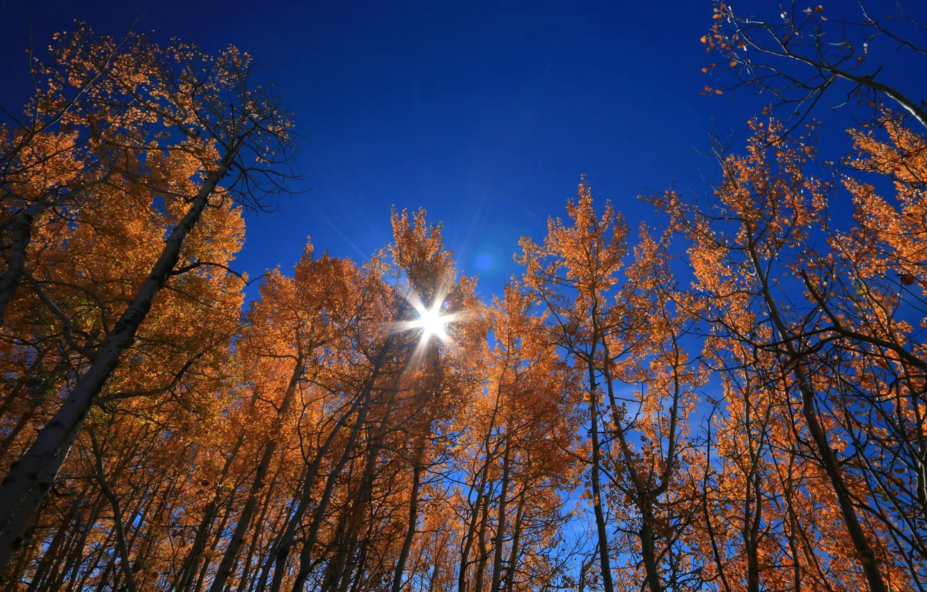 Photo wallpaper autumn, the sky, leaves, the sun, rays, trees, Wyoming, USA