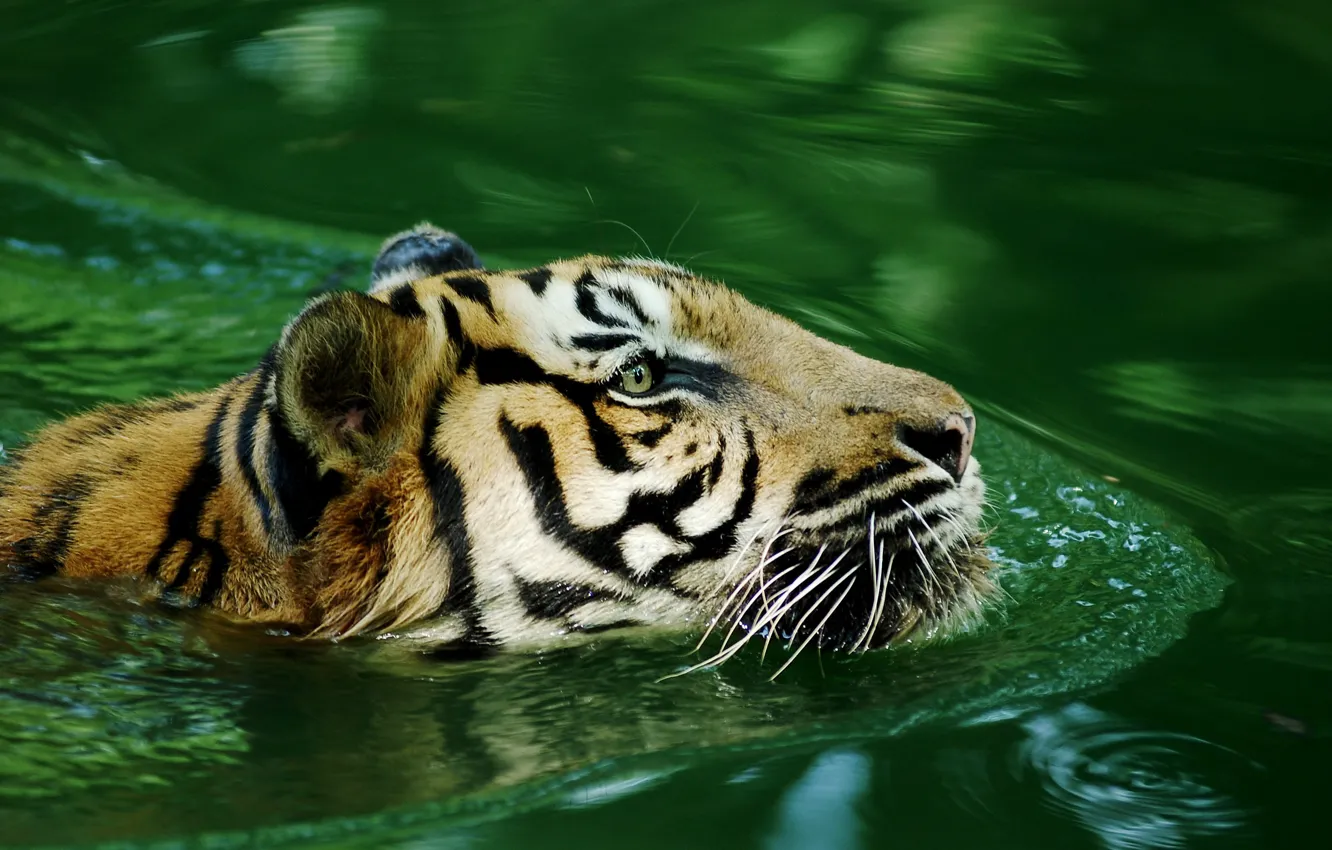 Photo wallpaper look, face, water, tiger, bathing, pond, swimming