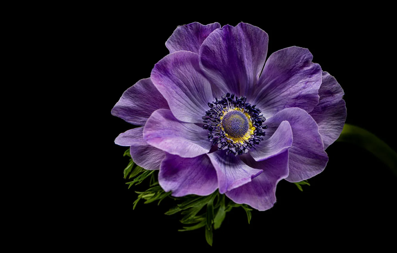 Photo wallpaper flowers, black background, lilac, anemones