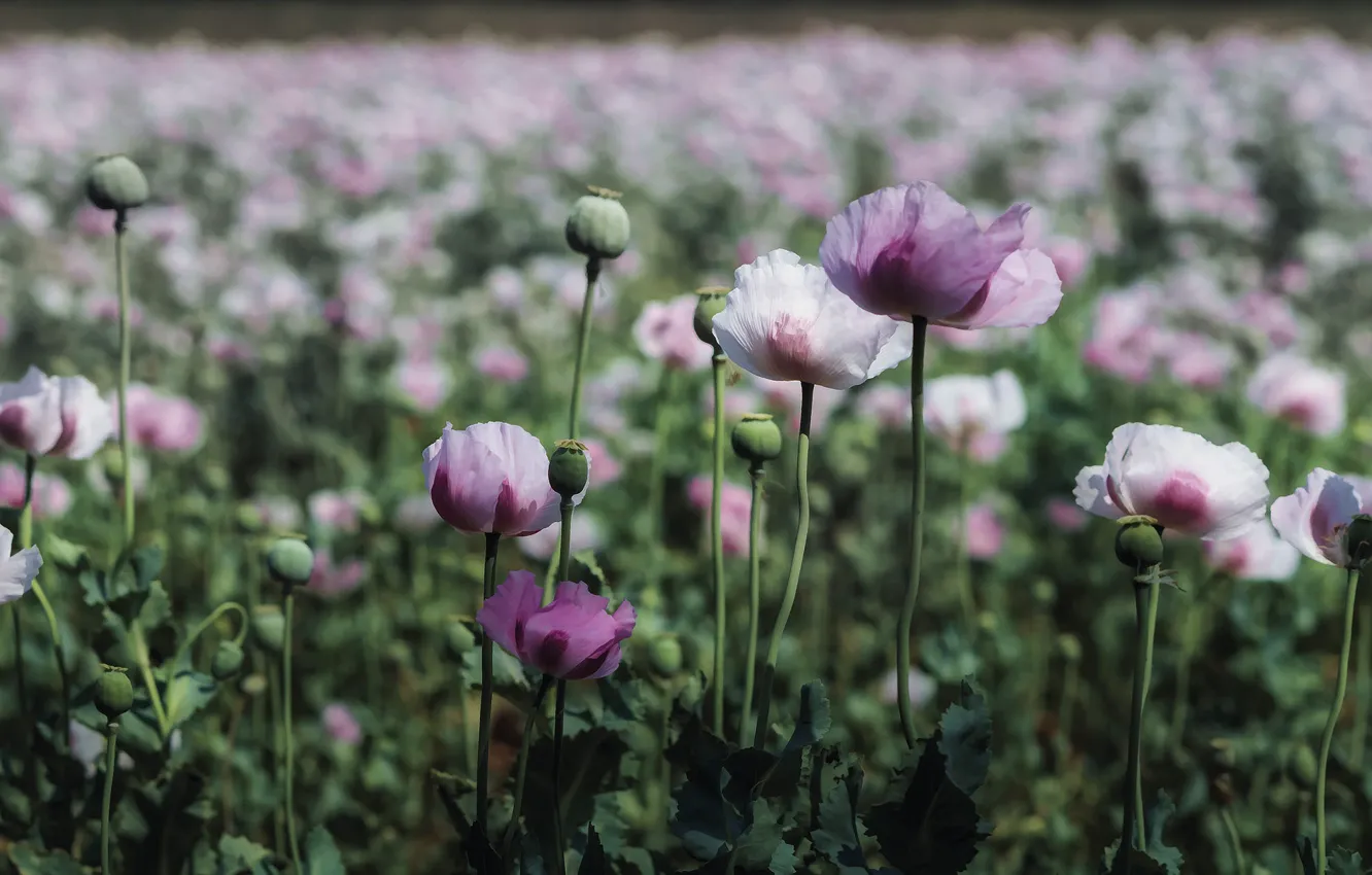 Photo wallpaper flowers, Maki, meadow, pink, bokeh, poppy field