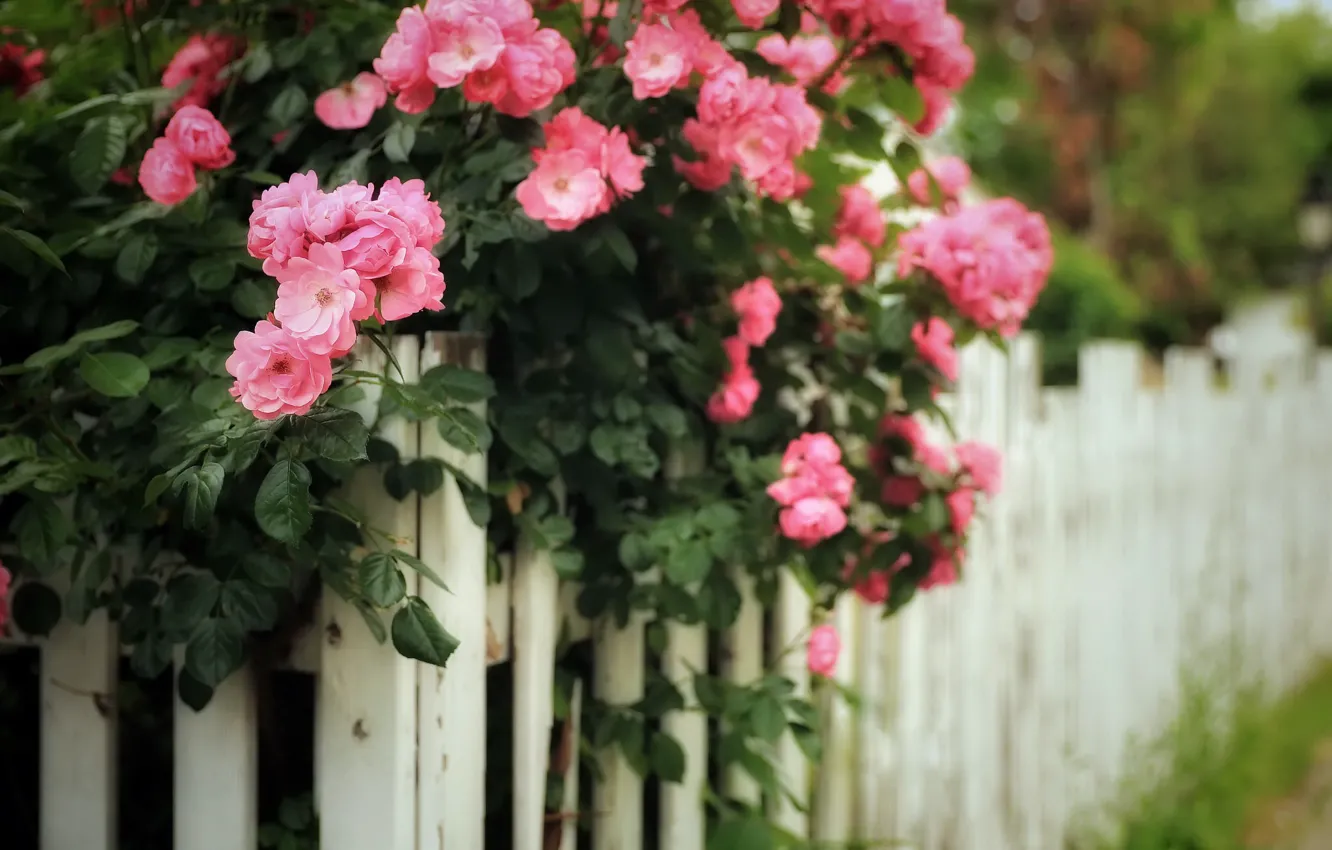 Photo wallpaper summer, flowers, nature, the fence