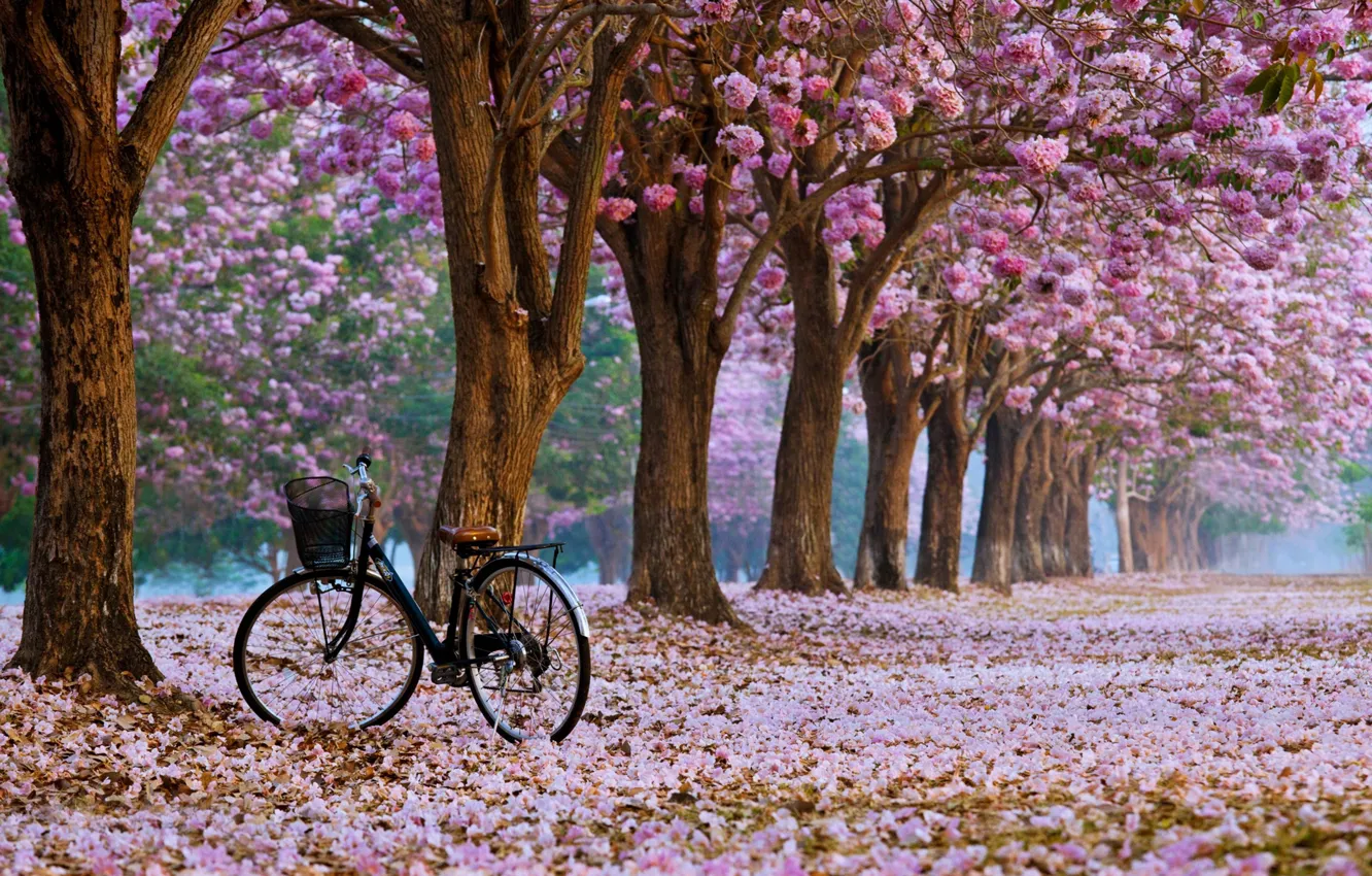 Photo wallpaper bike, Sakura, in the Park, flowering in the spring