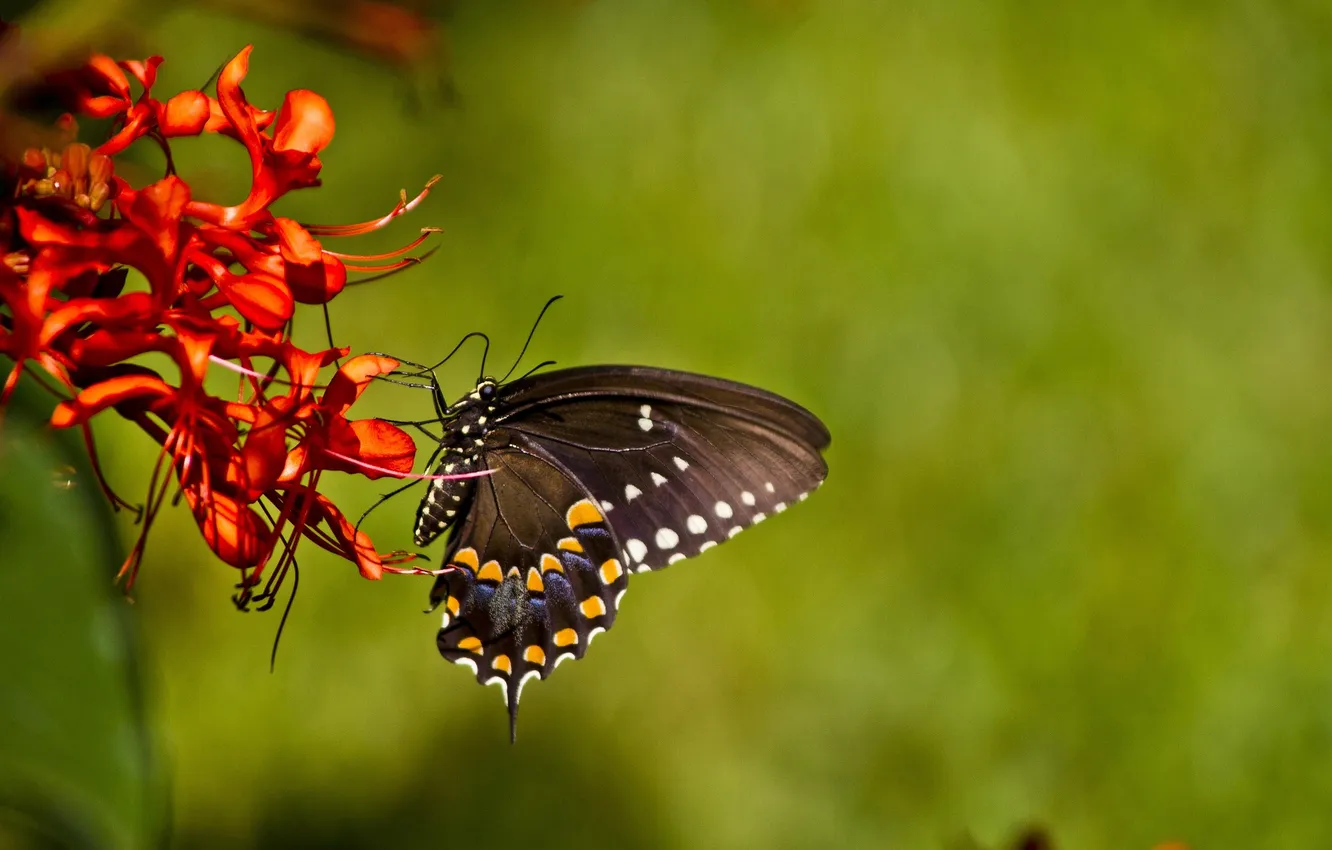 Photo wallpaper flowers, macro, butterfly, wings, beautiful, closeup