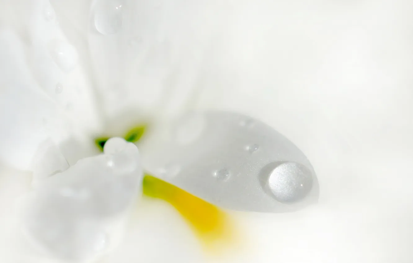 Photo wallpaper flower, water, drops, Rosa, petals