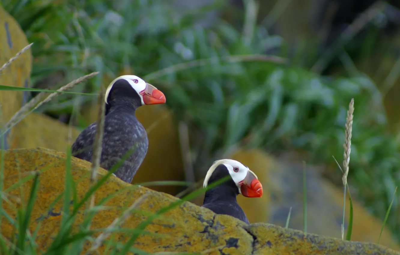Photo wallpaper summer, grass, look, macro, stones, photo, bird, stalled
