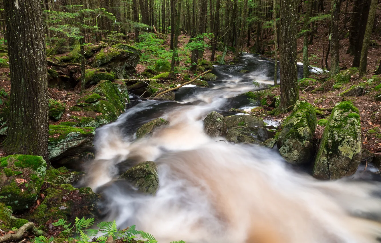 Photo wallpaper forest, river, stones