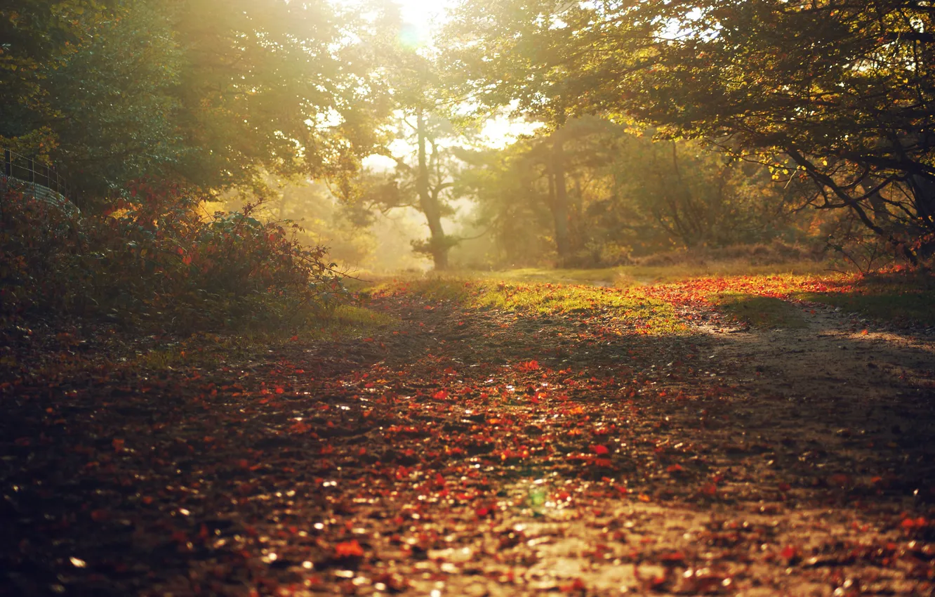 Photo wallpaper autumn, forest, leaves, rays, light, trees, nature, parks