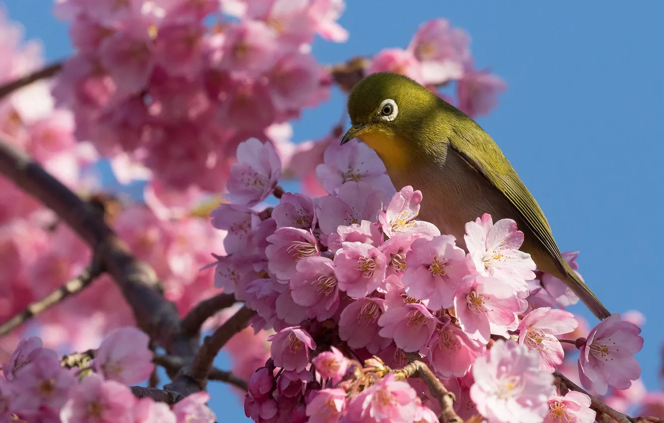 Photo wallpaper cherry, bird, branch, Sakura, flowering, flowers, Japanese white-eye