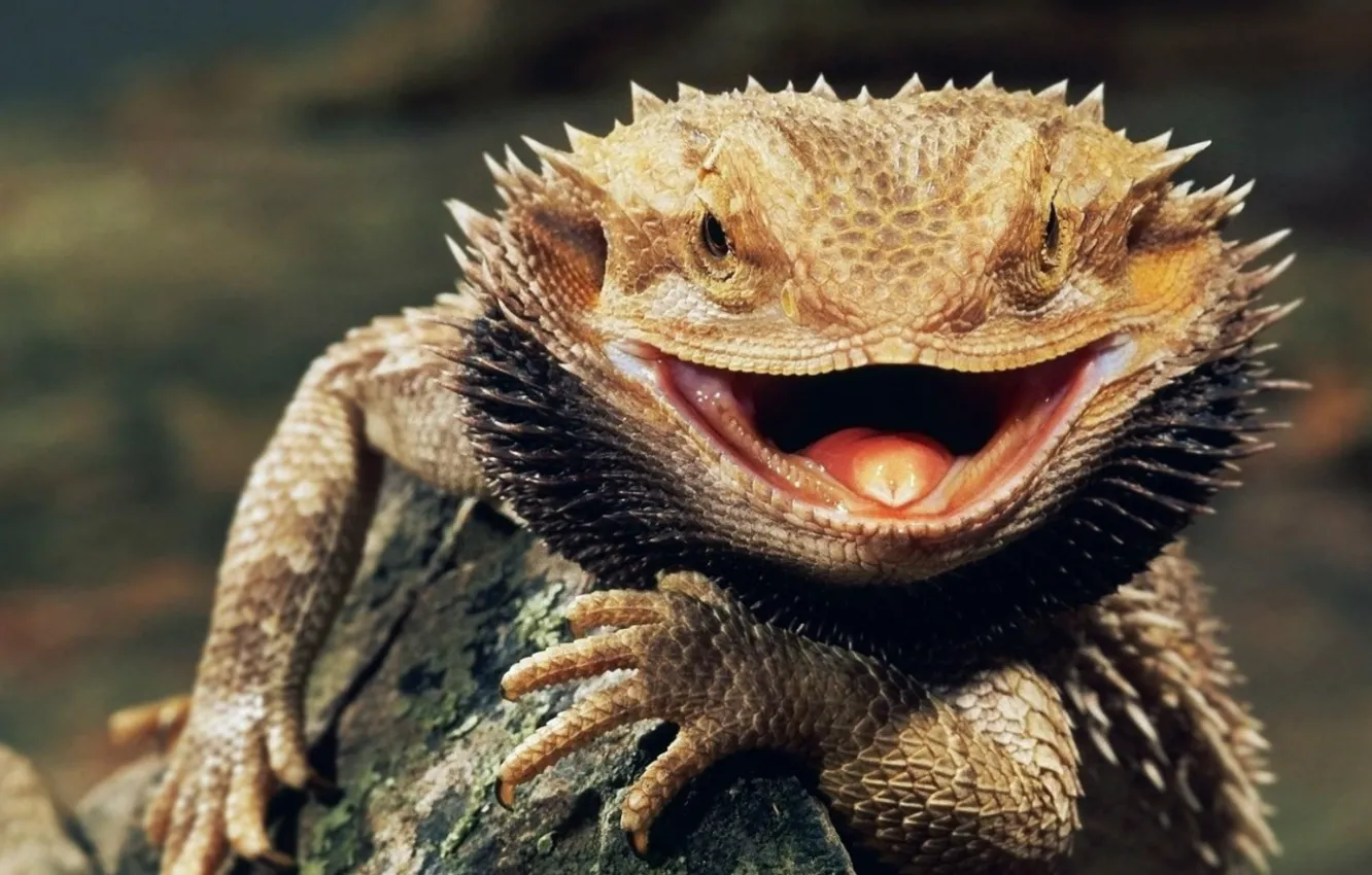 Photo wallpaper animals, Bearded Dragon, Lizards, animal themes, animal wildlife
