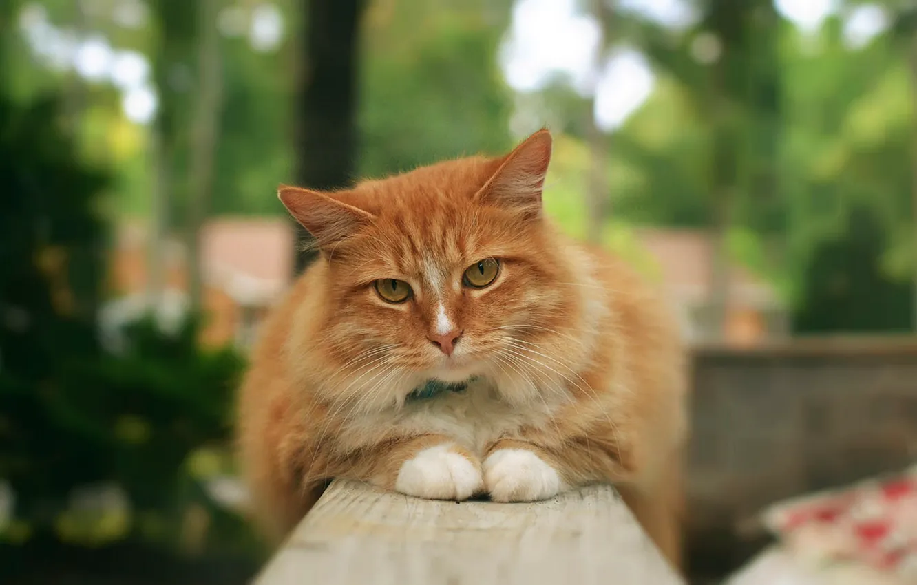 Photo wallpaper cat, cat, red