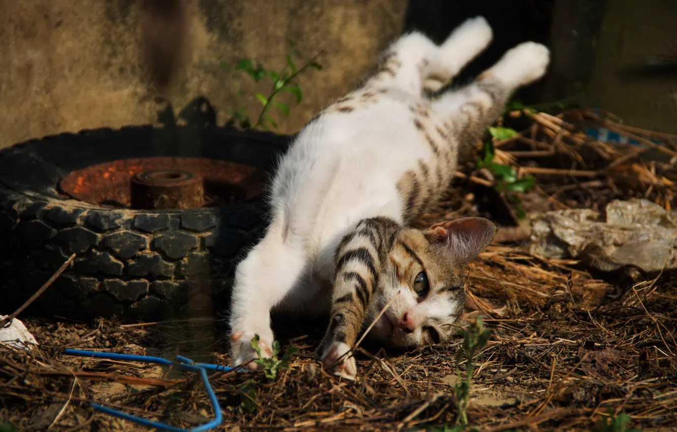 Photo wallpaper pose, grey, wall, wheel, yard, lies, tires, kitty