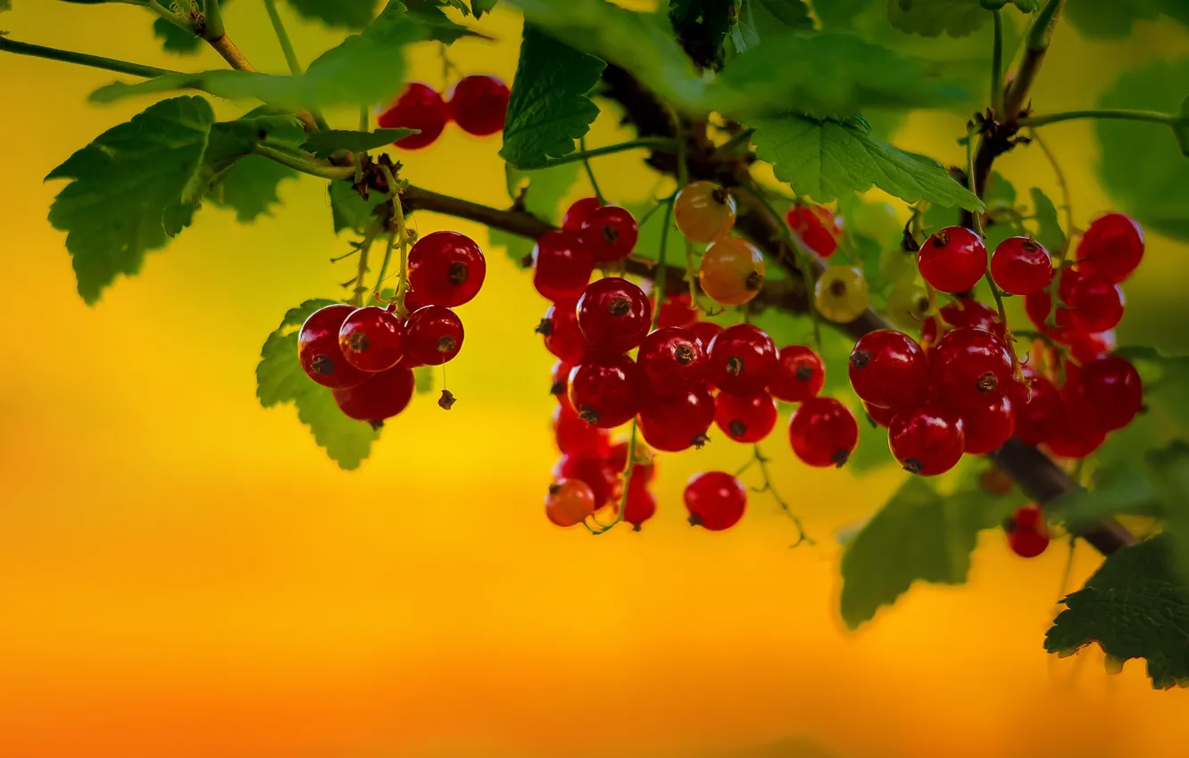 Photo wallpaper macro, shrub, red currant
