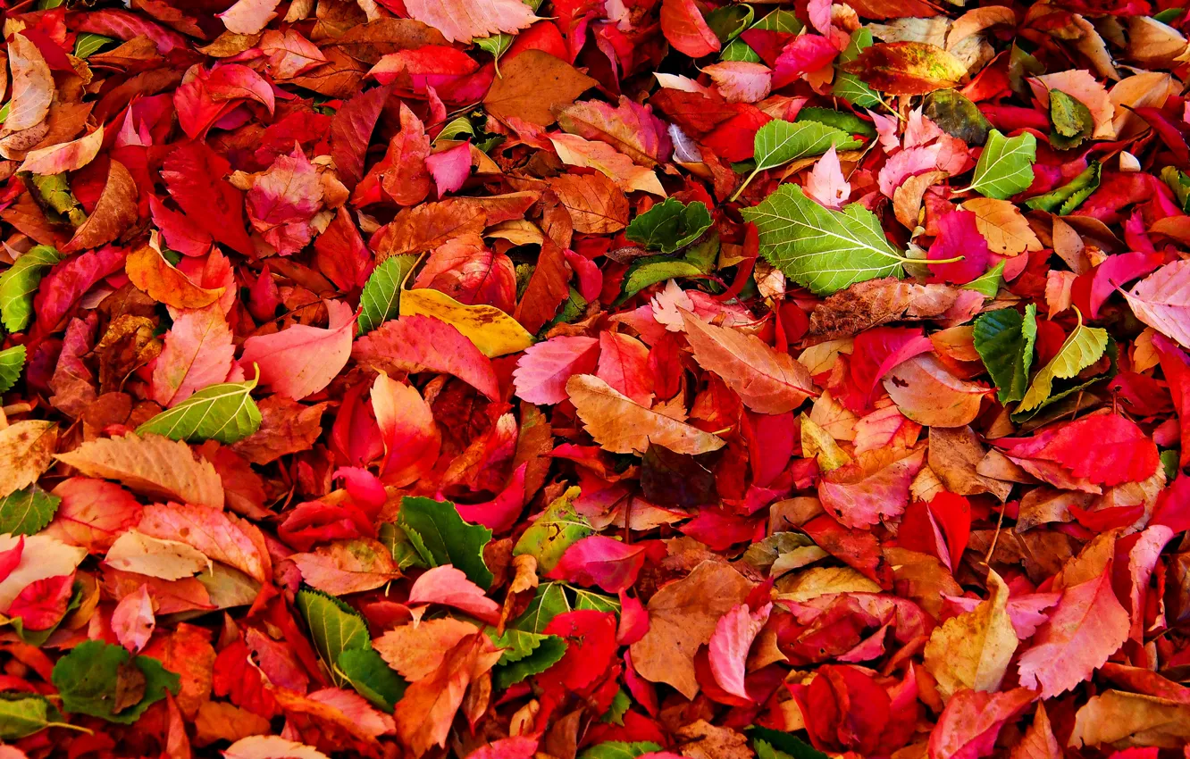 Photo wallpaper autumn, leaves, texture, the crimson