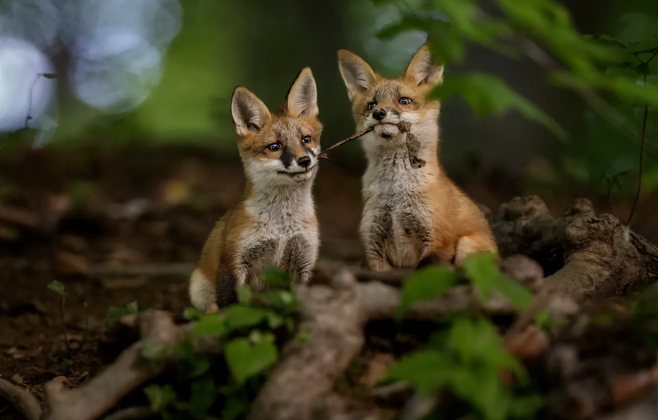 Photo wallpaper forest, Fox, Fox, two Fox
