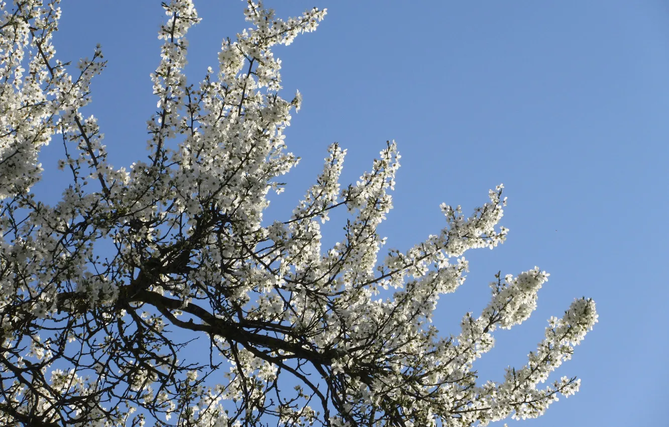 Photo wallpaper the sky, trees, spring 2018, Mamala ©