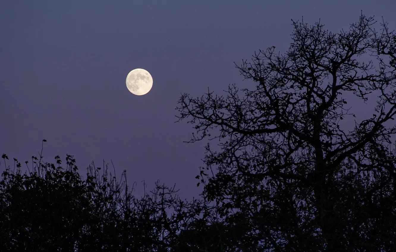 Photo wallpaper the sky, trees, night, nature, the moon, Oregon, USA, the full moon