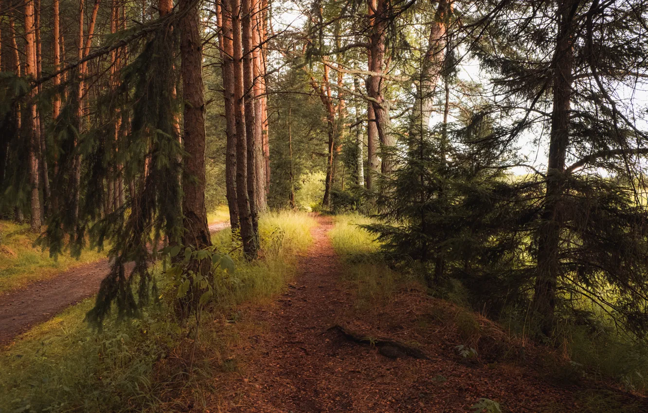 Photo wallpaper forest, trees, landscape, nature, ate, path