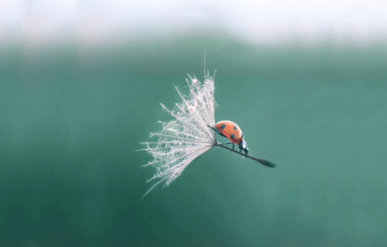 Photo wallpaper drop, flight, insect, ladybug, dandelion, fluff