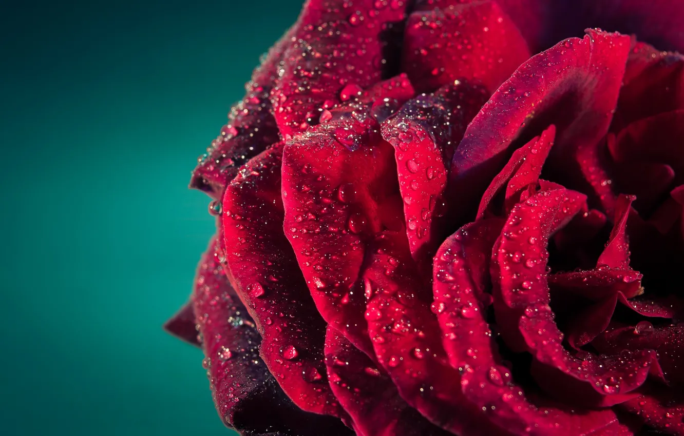 Photo wallpaper drops, macro, Rosa, rose, petals