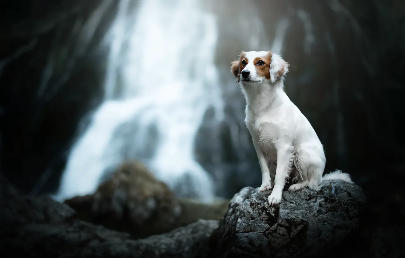 Photo wallpaper stone, waterfall, dog, bokeh