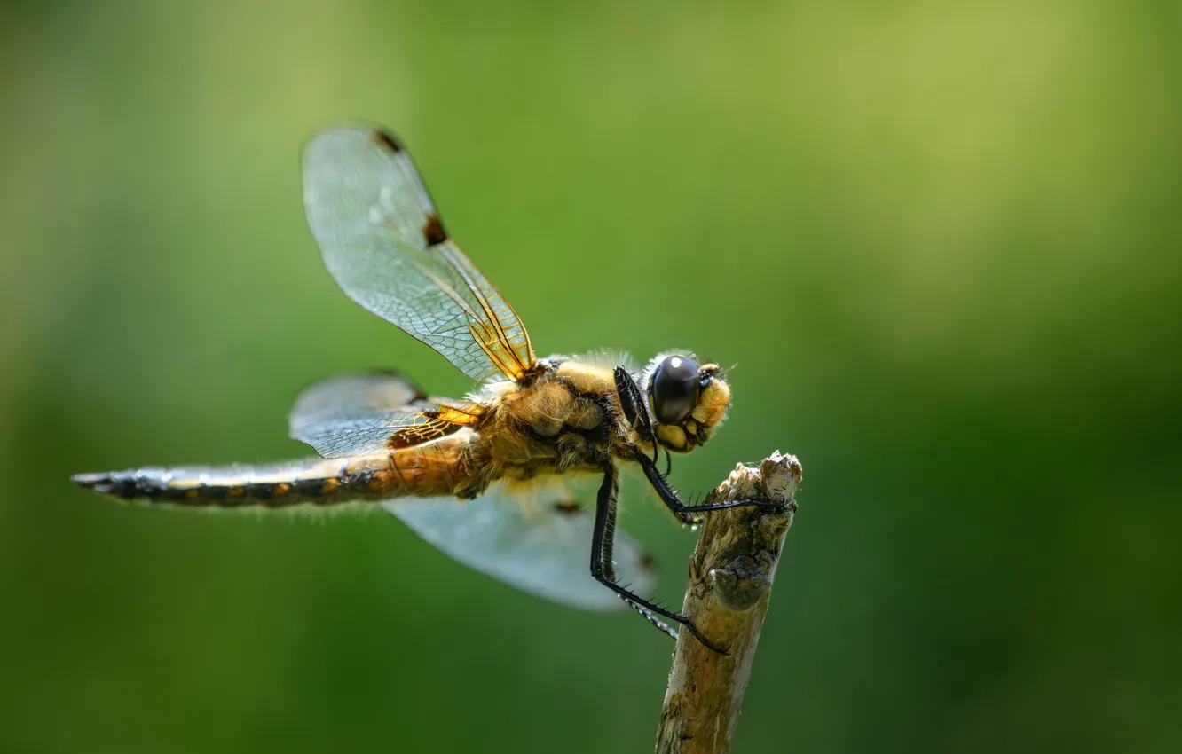 Photo wallpaper macro, dragonfly, insect