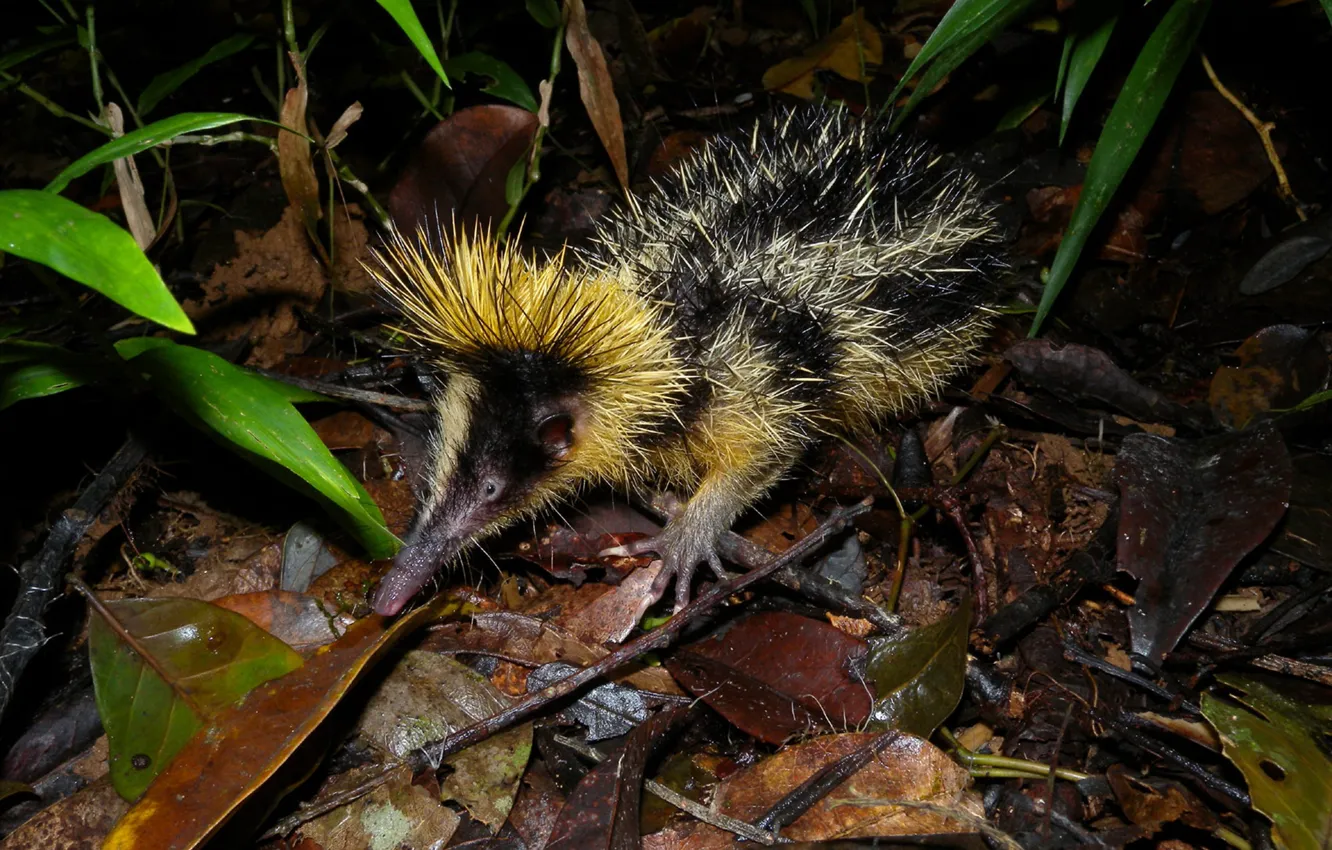 Photo wallpaper animals, grass, leaves, night, nature, background, barb, animal