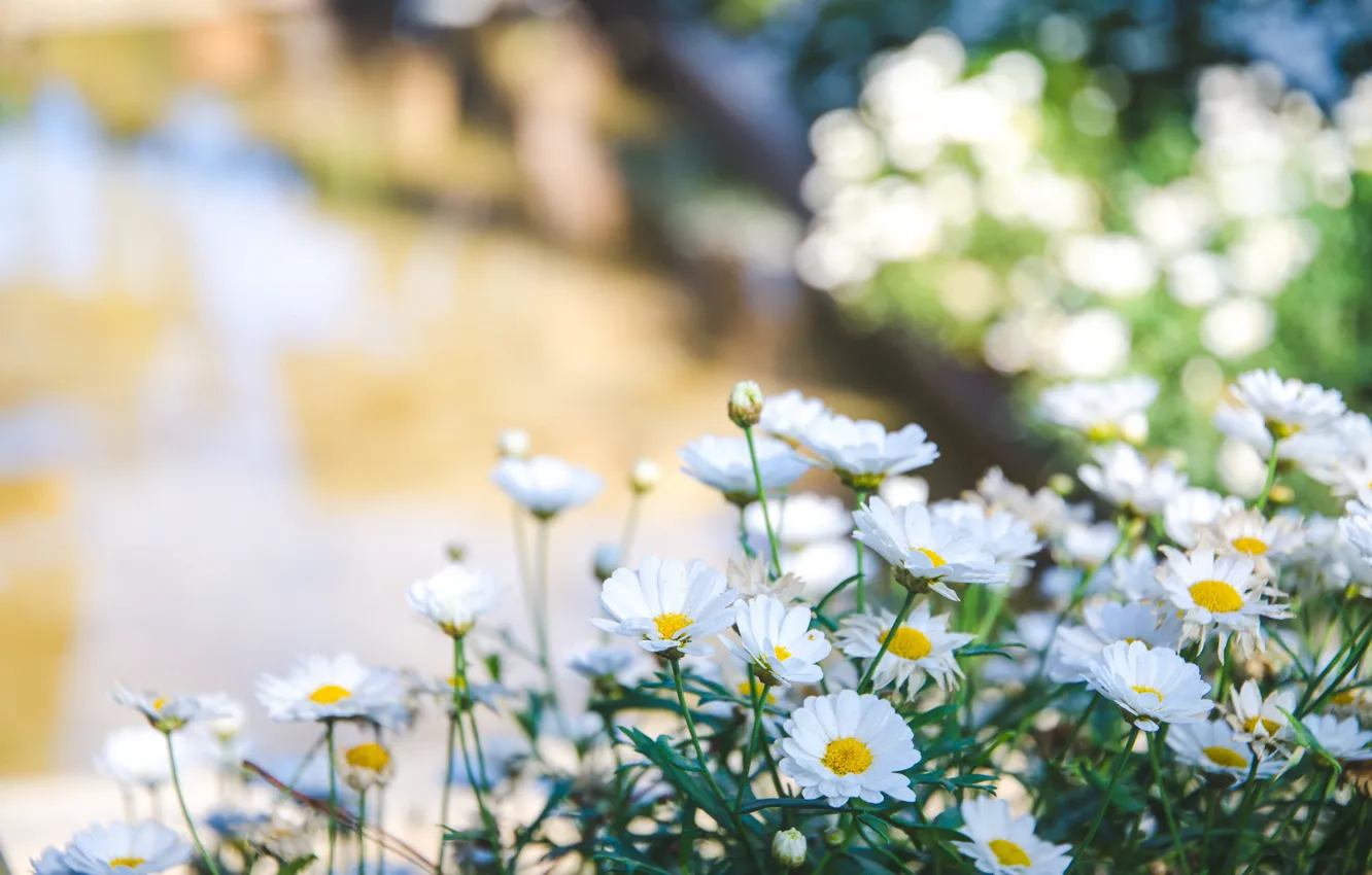 Photo wallpaper light, flowers, background, chamomile, white, bokeh