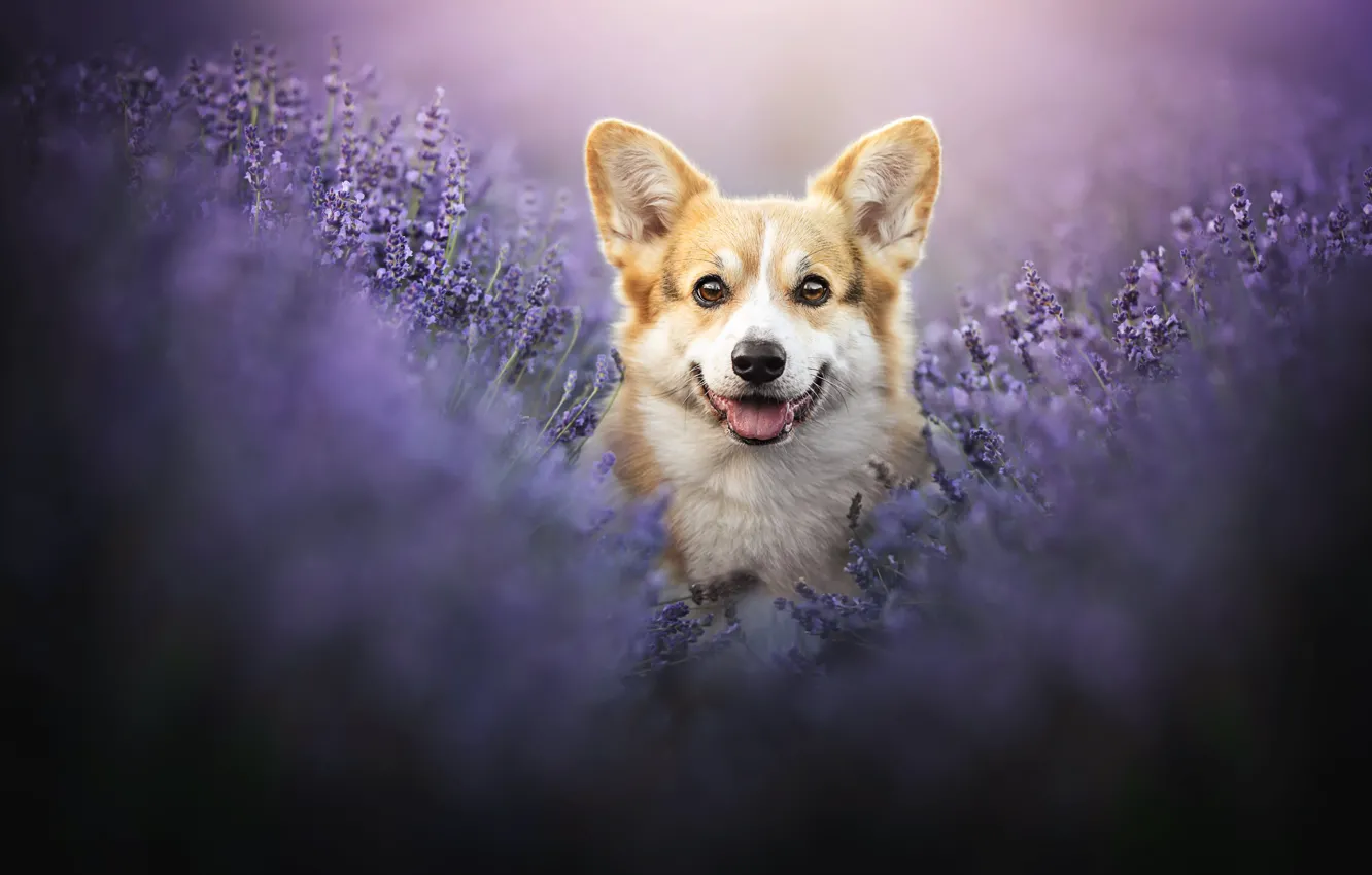 Photo wallpaper joy, dog, ears, face, lavender, Welsh Corgi