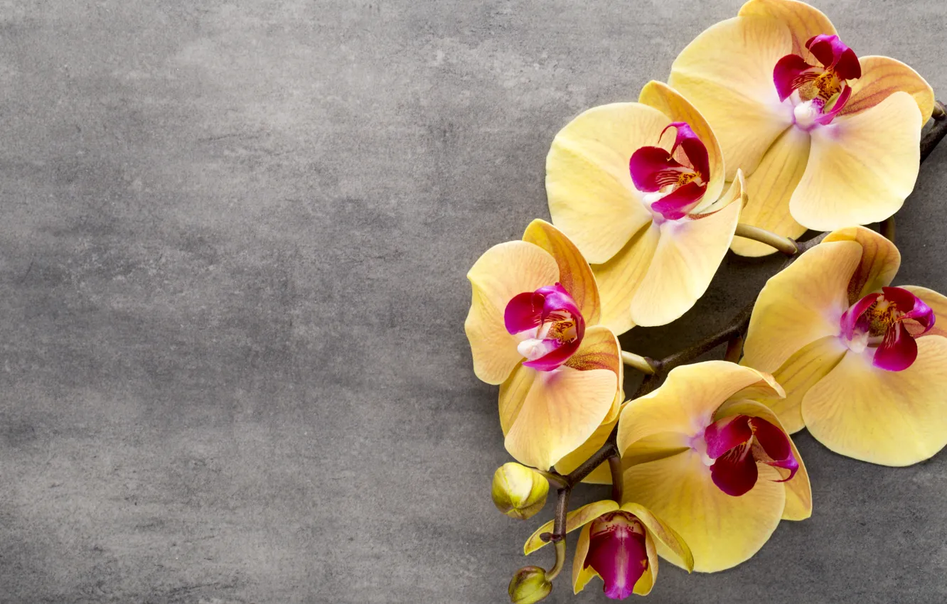 Photo wallpaper yellow, Orchid, flowers, orchid