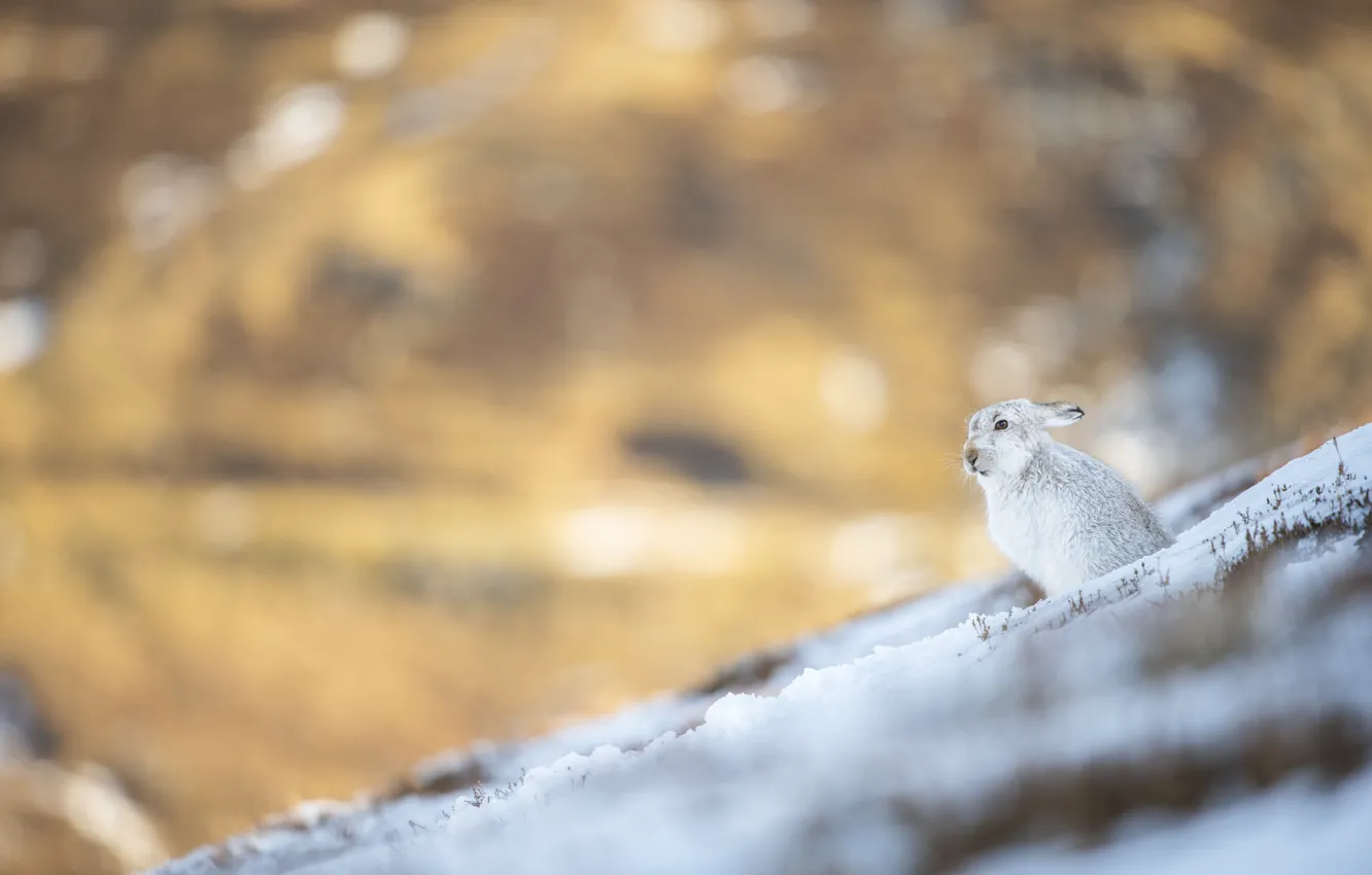 Photo wallpaper winter, snow, nature, hills, hare, slope, rabbit, bokeh
