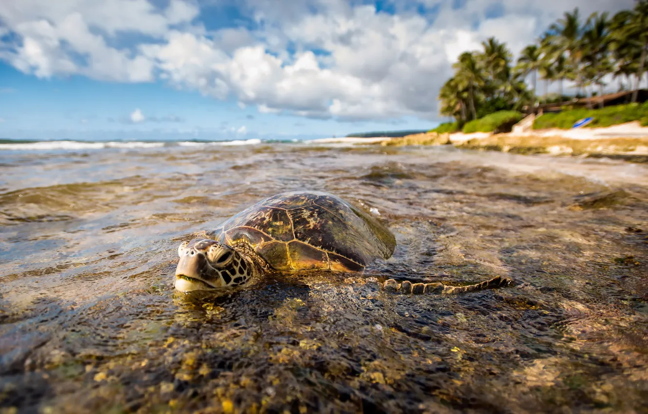Photo wallpaper nature, background, turtle