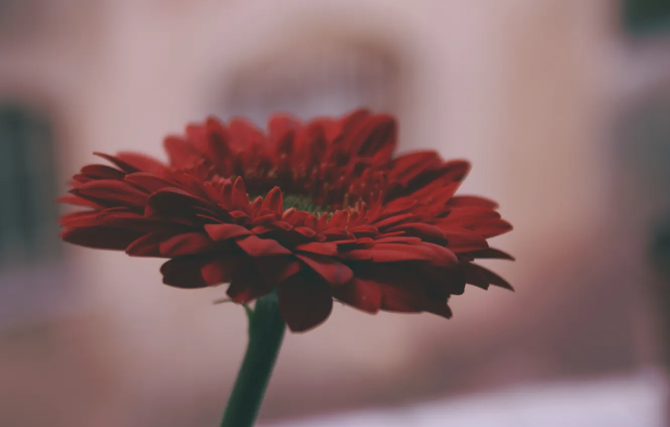 Photo wallpaper flowers, red, petals