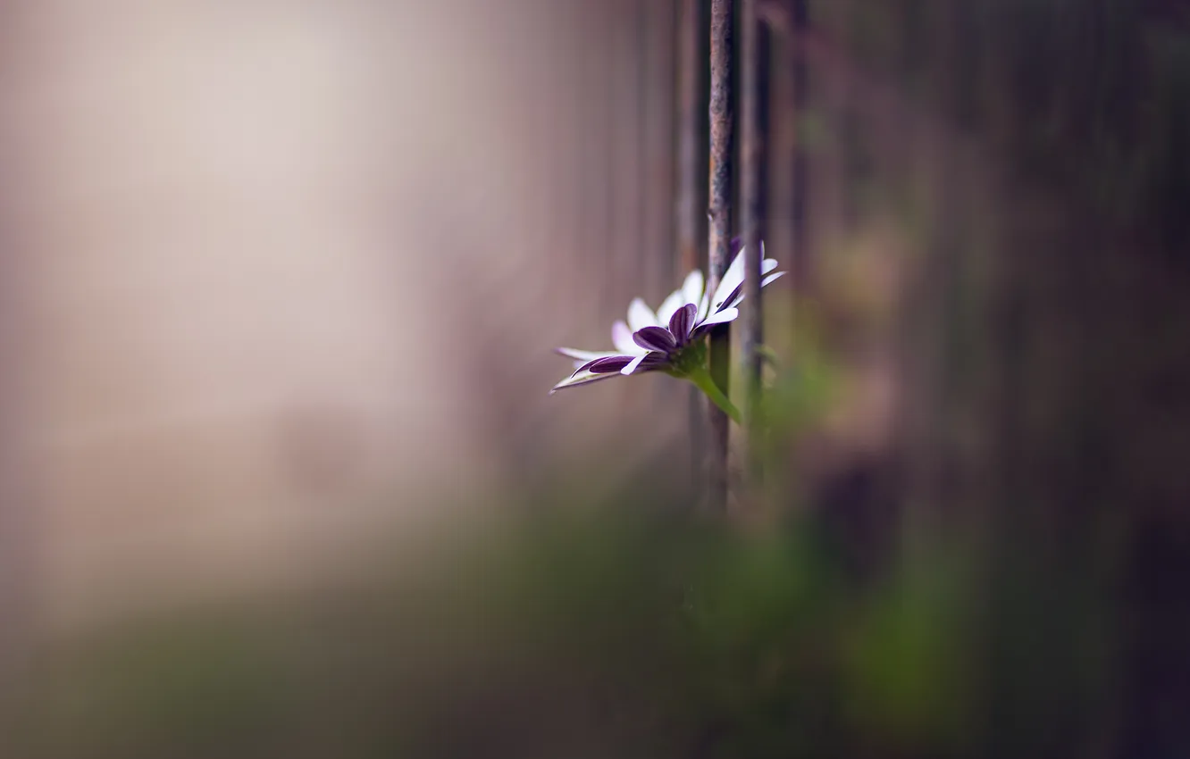 Photo wallpaper flower, background, the fence