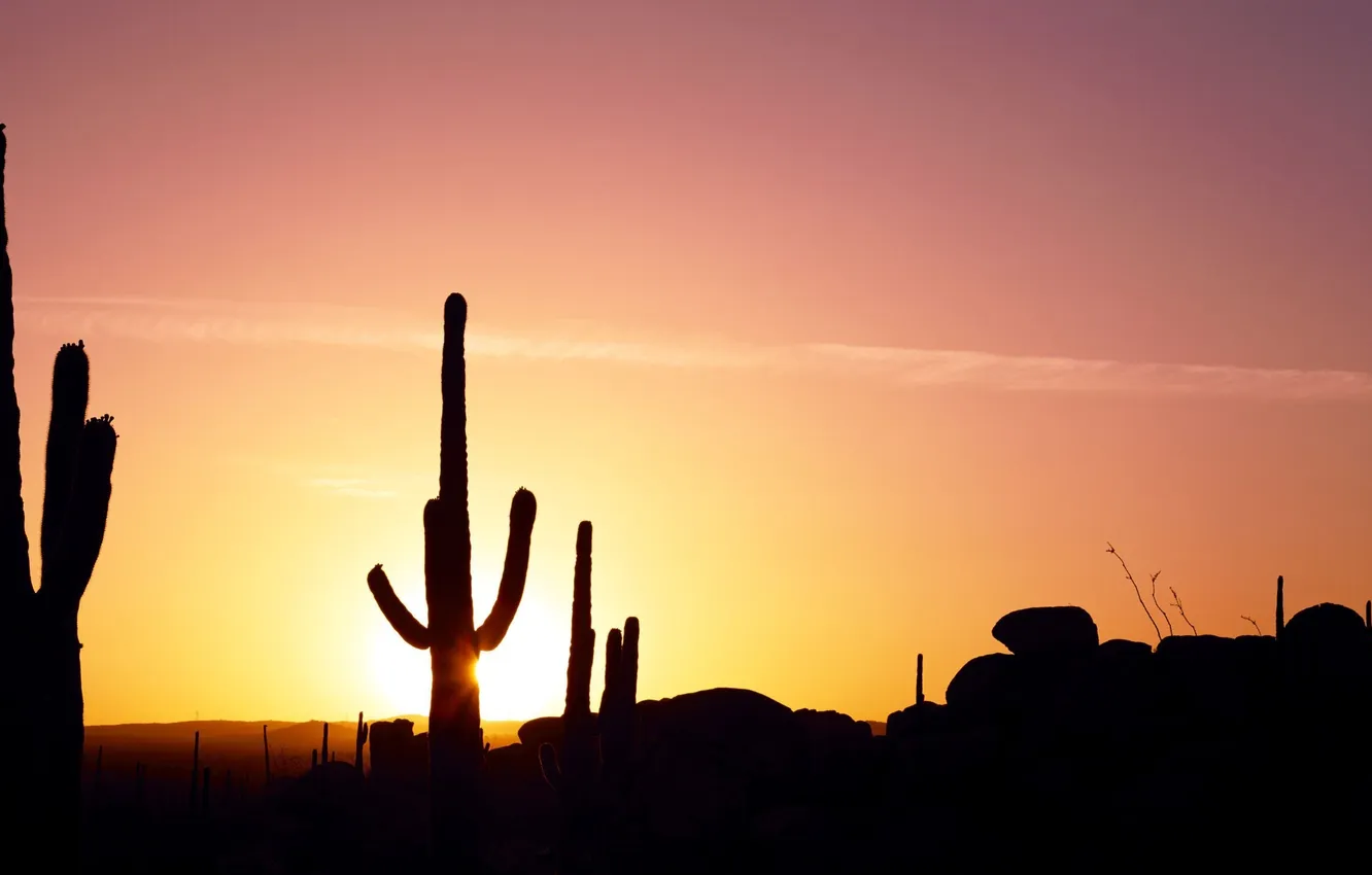 Photo wallpaper the sun, sunset, cactus, panorama