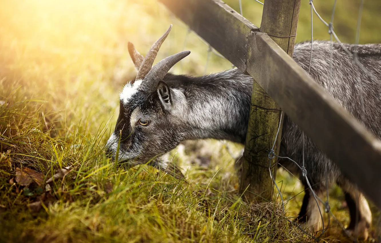 Photo wallpaper nature, the fence, goat