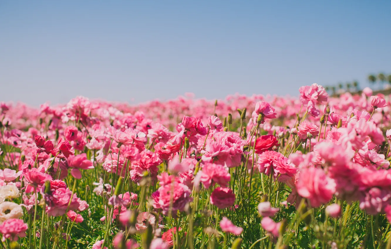 Photo wallpaper field, summer, the sky, flowers, nature, buttercups
