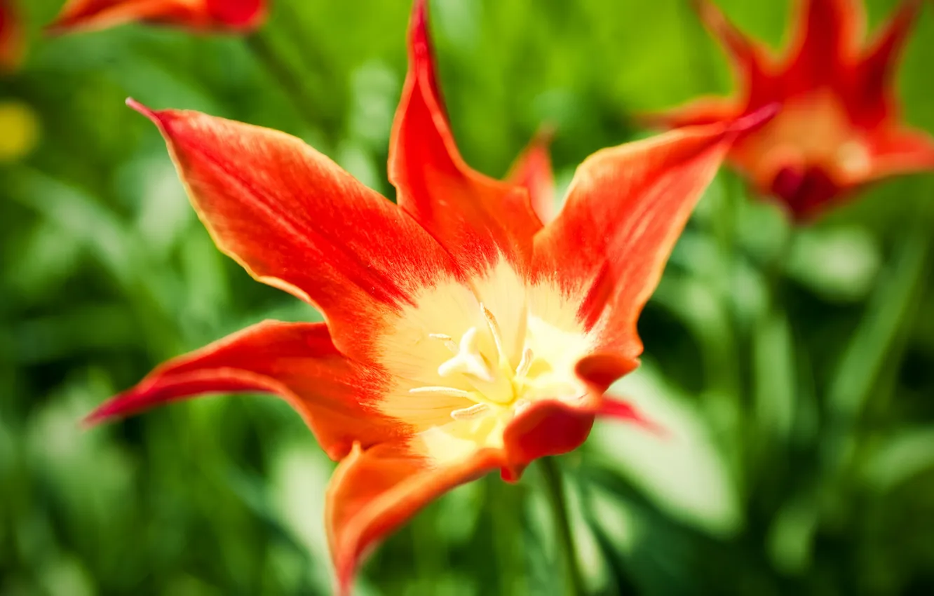 Photo wallpaper flower, flowers, red, bright, Tulip, spring, tulips, tulips